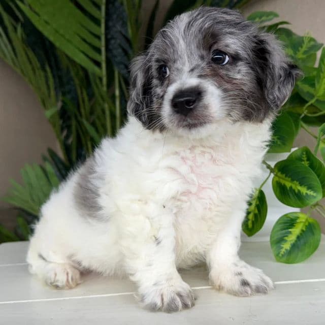 Skye - Goldendoodle Female