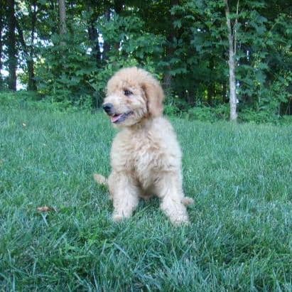 Mason - Goldendoodle Male