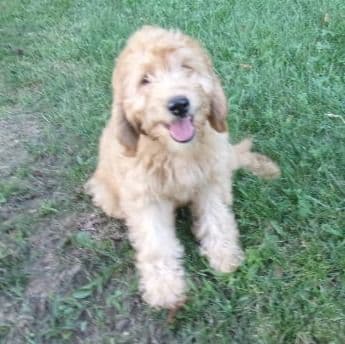 Mars - Goldendoodle Female