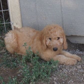 Max - Goldendoodle Male