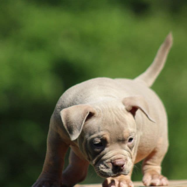 Star - American Bully Female