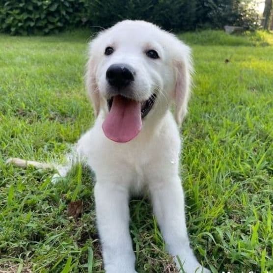 Ariel - Golden Retriever Female