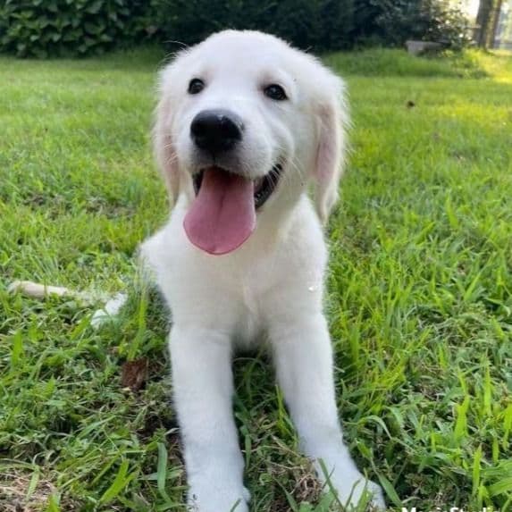 Danny - Golden Retriever Male