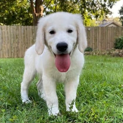 Sebastian - Golden Retriever Male