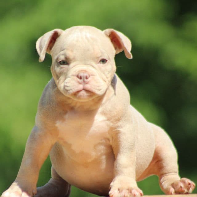 Spark plug  - American Bully Male