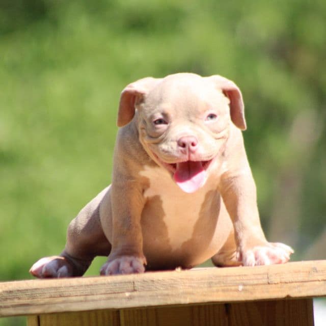 Exodus  - American Bully Male