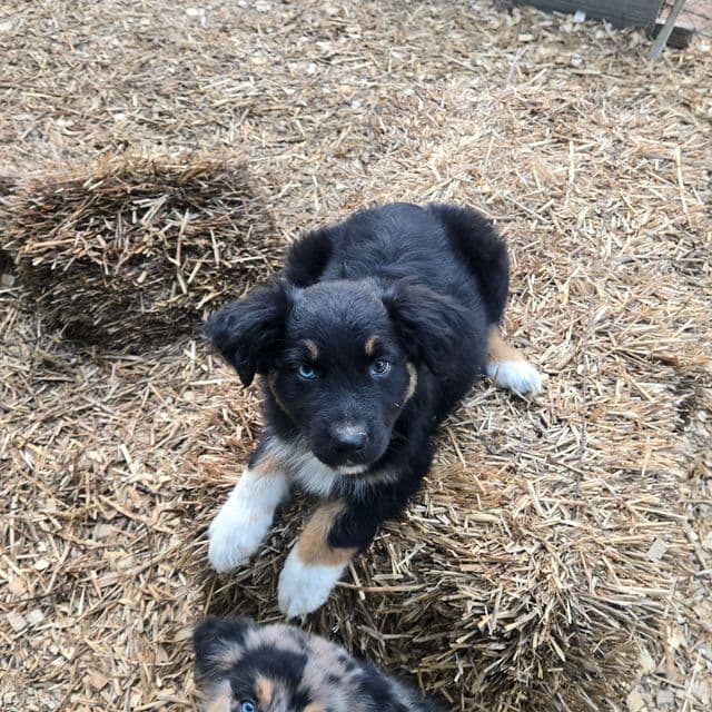 Hallie - Australian Shepherd Female