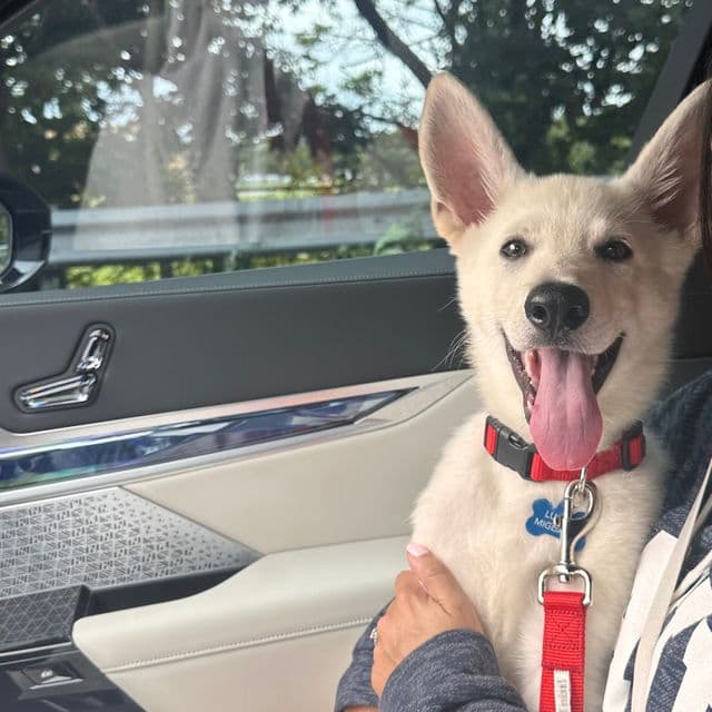 Ghost  - German Shepherd Dog Male
