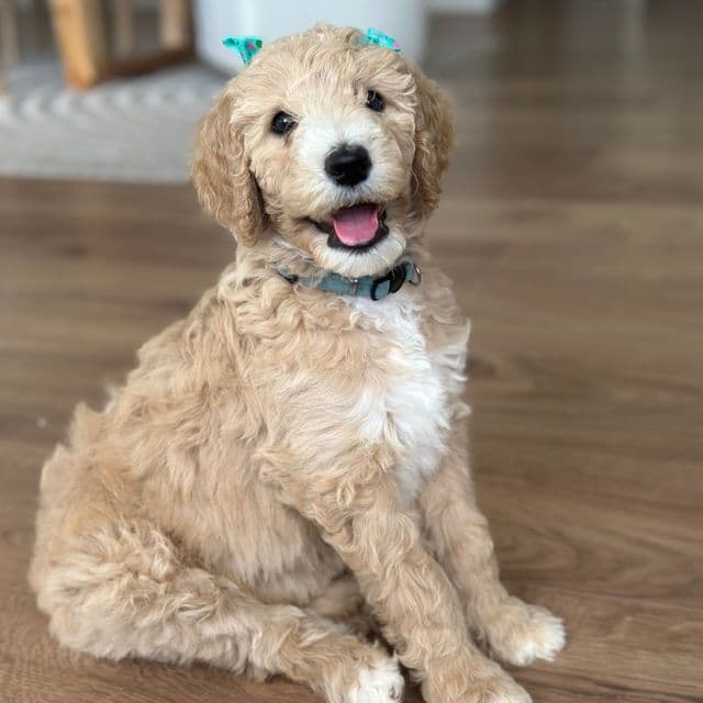 Nala - Goldendoodle Female