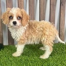 Cade - Cavapoo Male