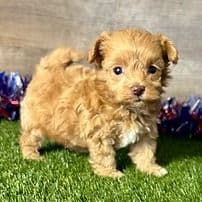 Milo - Maltipoo Male
