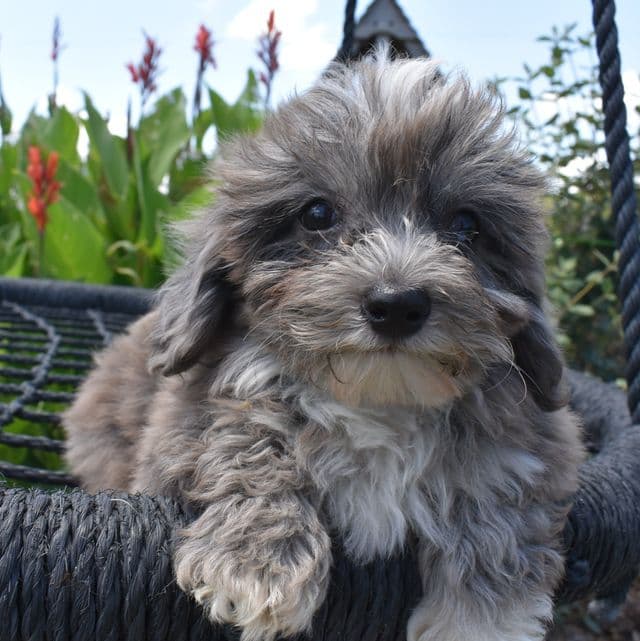 Zorro - Havapoo Male