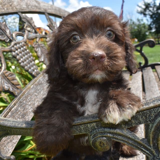 Armani - Havapoo Male