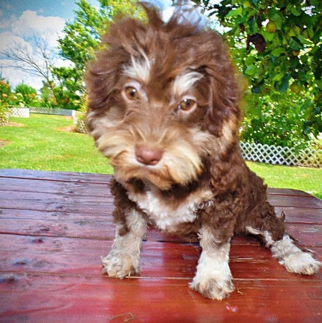 Roxy - Havapoo Female