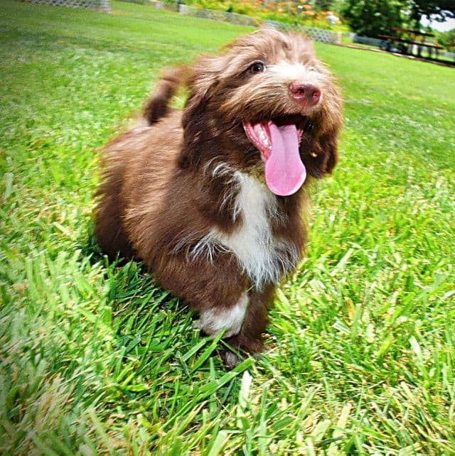 Sammy - Havapoo Male