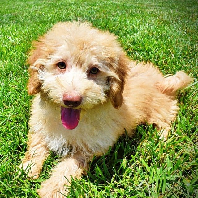 Scoobie - Havapoo Male