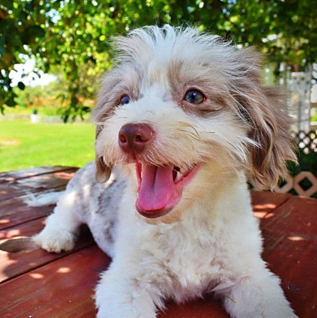 Scooter - Havapoo Male