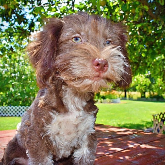 Sweetie - Havapoo Female