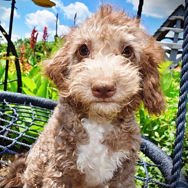 Toto - Havapoo Male