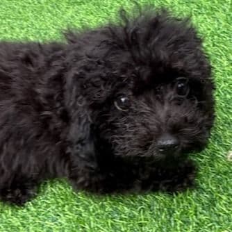Sabrina - Toy Poodle Female