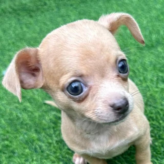 Teensy ( Chihuahua ) - Chihuahua Female