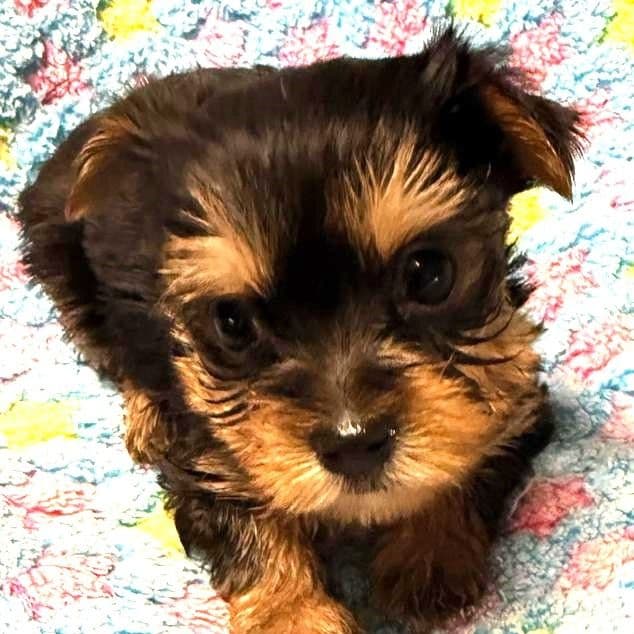 Byron - Yorkshire Terrier Male