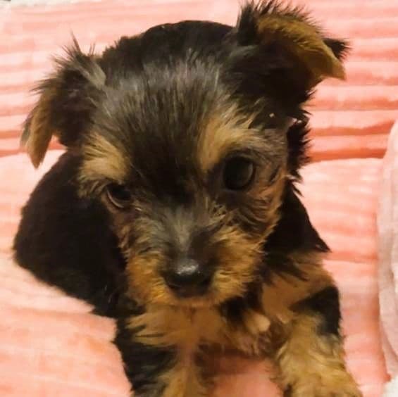 Betsy - Yorkshire Terrier Female