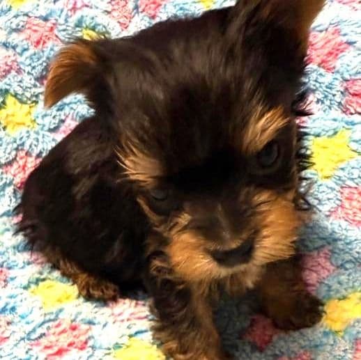 Baxter - Yorkshire Terrier Male