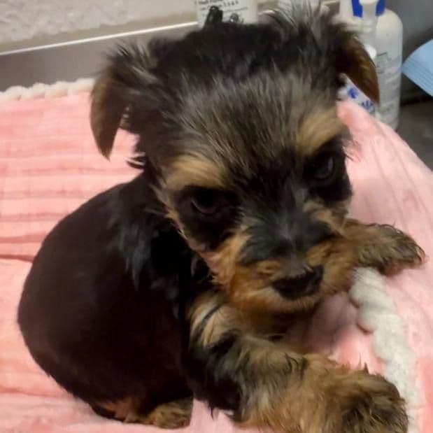 Becky - Yorkshire Terrier Female