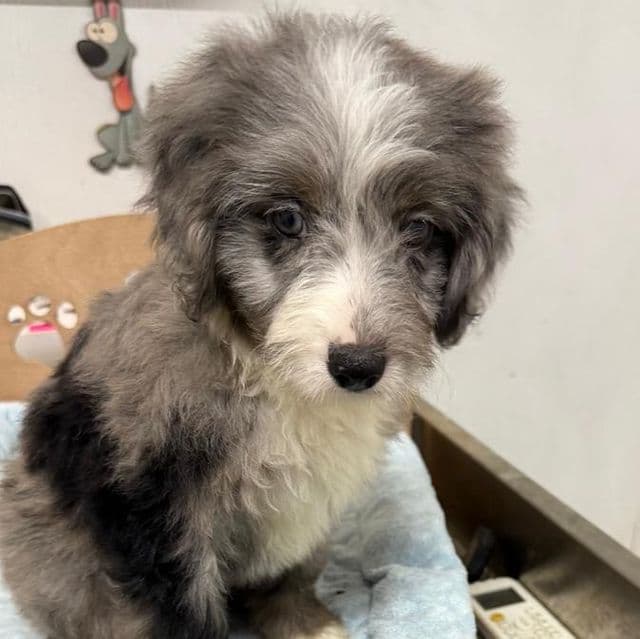 Leo - Aussiedoodle Male