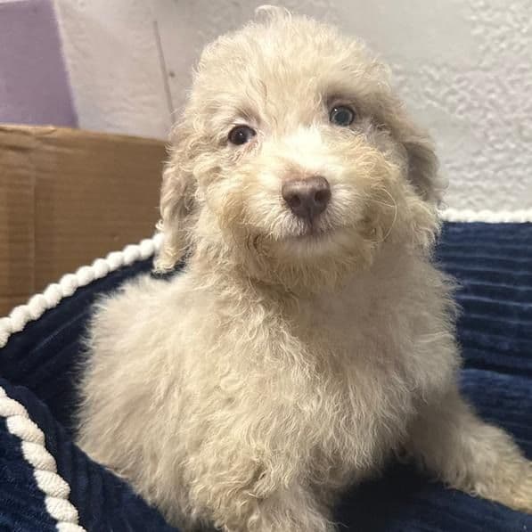Lincoln - Aussiedoodle Male