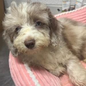 Lara - Aussiedoodle Female