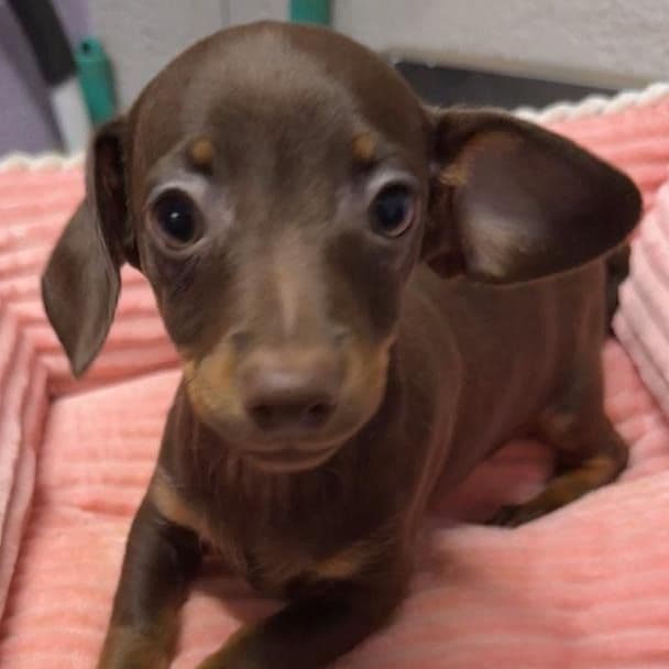 Dinah - Dachshund Female