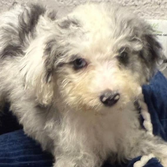 Lester - Aussiedoodle Male