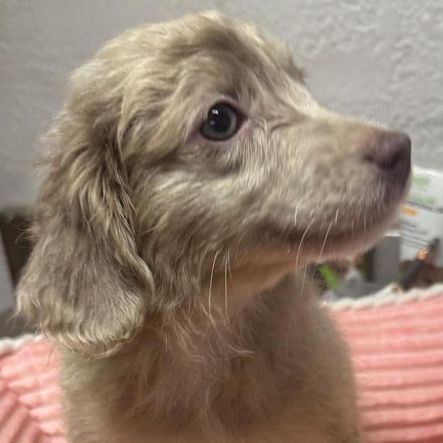 Lena - Aussiedoodle Female