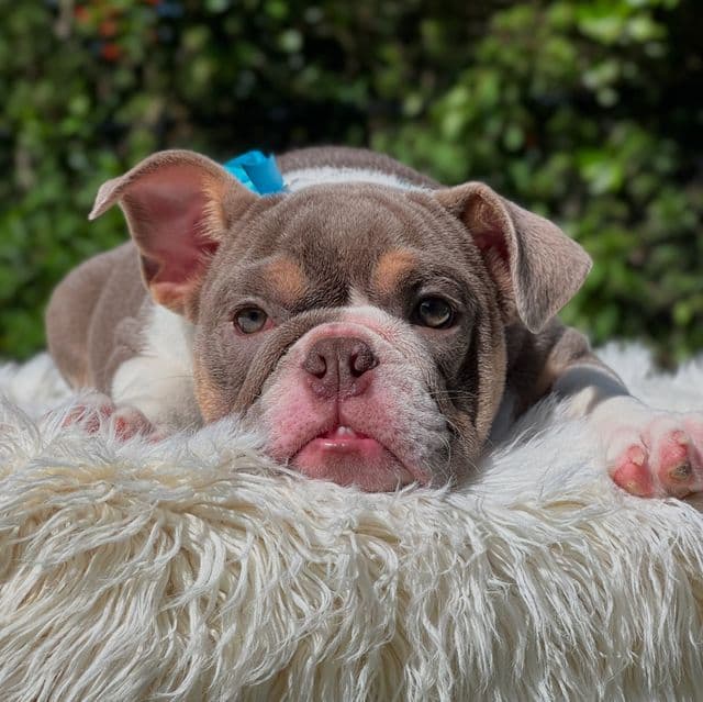Mila - English Bulldog Female