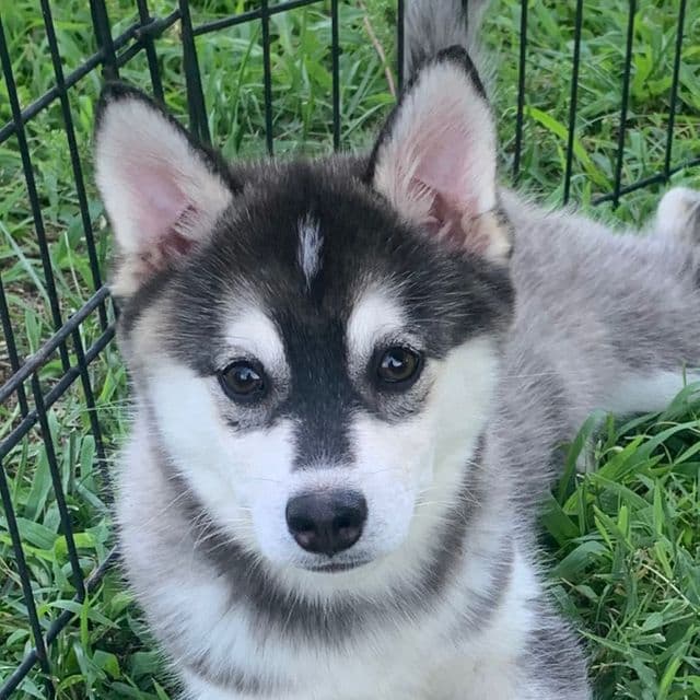 Sweet Girl~~Kayla! - Alaskan Klee Kai Female