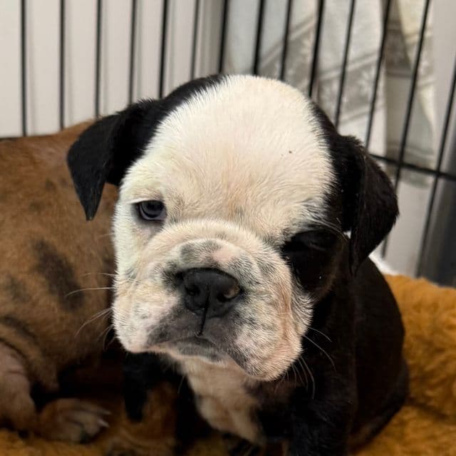 Lulu - English Bulldog Female