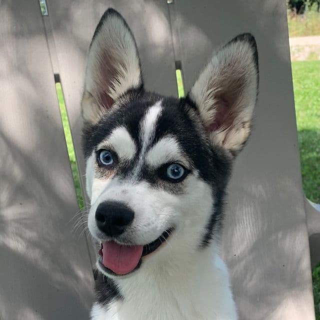 Beautiful Girl~~WINTER! - Miniature Husky Female