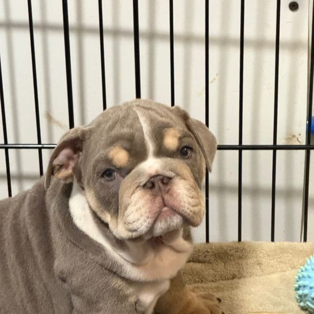 Smokey  - English Bulldog Female