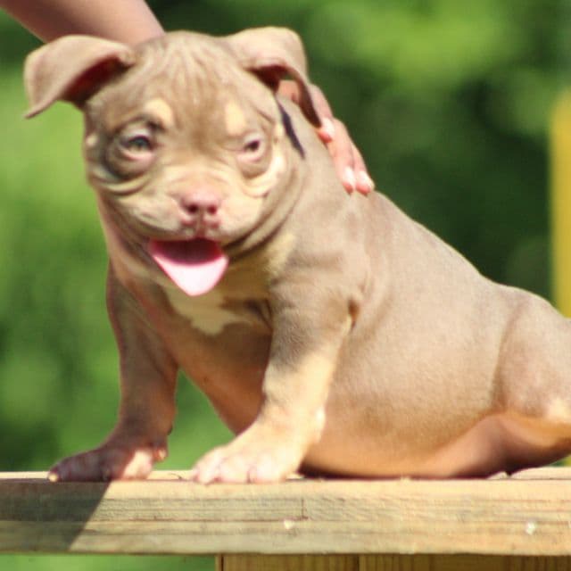 Coco - American Bully Female