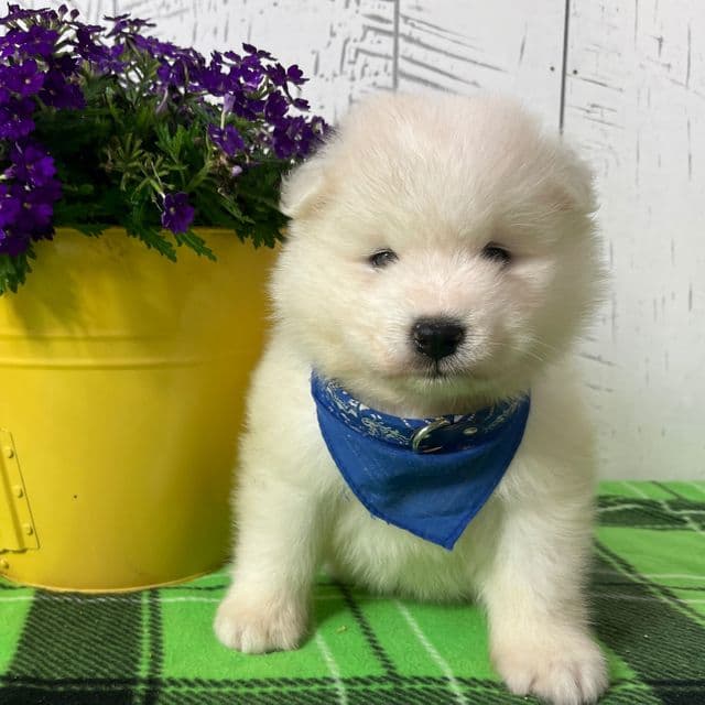 Jax - Samoyed Male