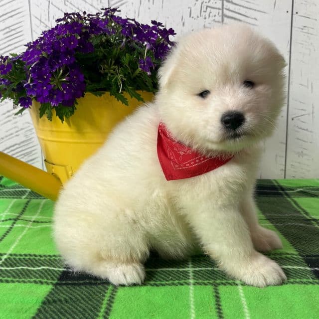 Charlie - Samoyed Male