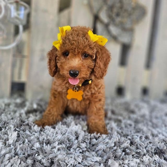 Daisy - Toy Poodle Female