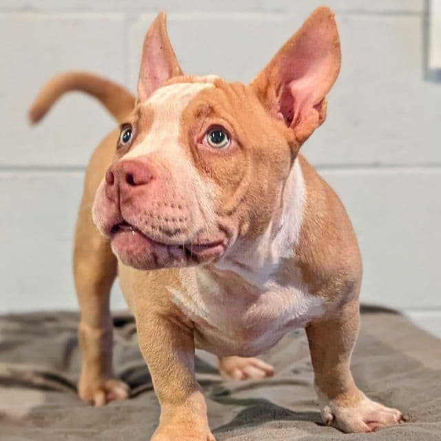 Jazzy  - American Bully Female