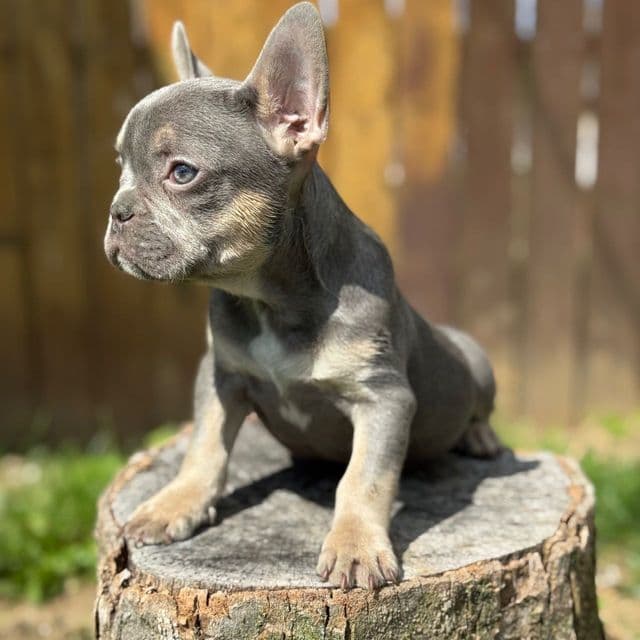 Moe - French Bulldog Male