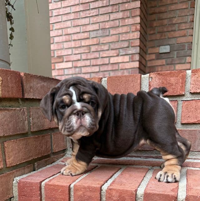 Princess - English Bulldog Female