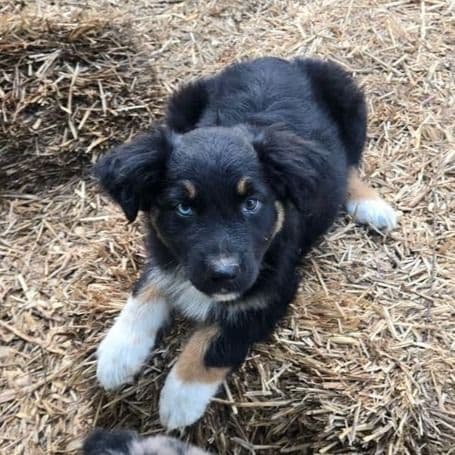 Hallie - Australian Shepherd Female