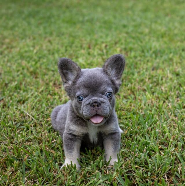 Teddy - French Bulldog Male