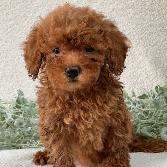 Teasha - Goldendoodle Female
